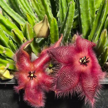Stapelia hirsuta